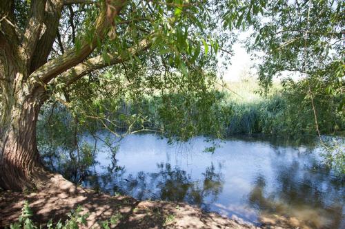 a large tree next to a body of water at Abbey Farm Glamping & Cottage in Thame