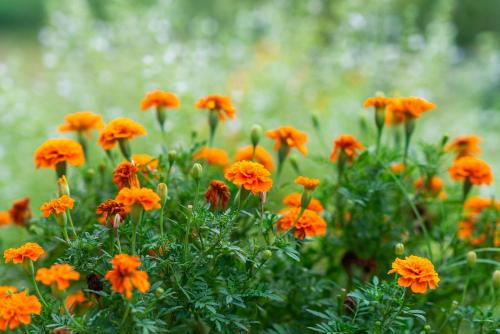 a bunch of orange flowers in a field at OZ - Obecana Zemlja Permaculture Homestead in Blagaj