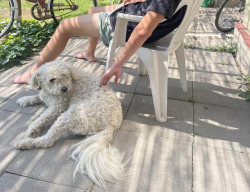 a person sitting in a chair next to a white dog at 4 Guests: River & Garden Charm in Budapest