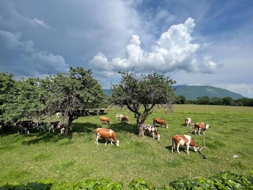 a herd of cows grazing in a field with trees at Maison des Vues Imprenables, Jacuzzi, 1h15 Geneva in Champagne-en-Valromey