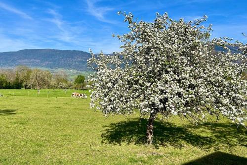 a tree with white flowers on it in a field at Maison des Vues Imprenables, Jacuzzi, 1h15 Geneva in Champagne-en-Valromey