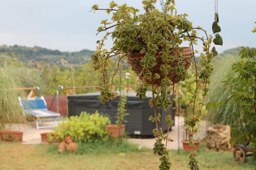 a bunch of plants in a garden with a chair at Il casale di Sandra in Chiusi