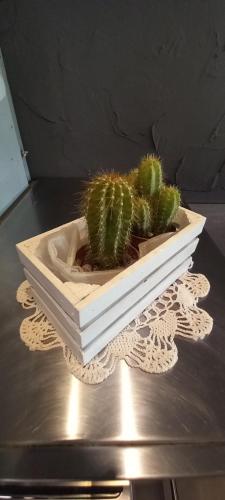 a cactus in a white pot on a table at Da Gemma in Alano di Piave