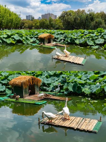 a couple of birds on a lake with lilies at Nostalgia S Hotel Kunming Old Street 时光漫步S酒店 昆明火车北站穿心鼓楼地铁站店 Free fresh ground coffee,Free laundry service in Kunming