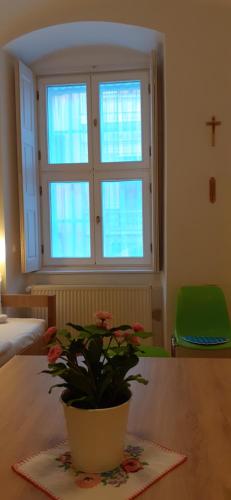 a potted plant sitting on a table in front of a window at Ciszterci Szállás Pécs in Pécs