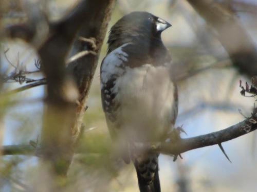 a bird perched on top of a tree branch at Little5 Camp in Hoedspruit