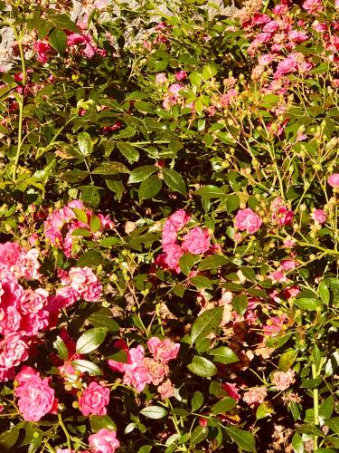 a bunch of pink flowers in a garden at Charming sunroom with panorama view in Randers