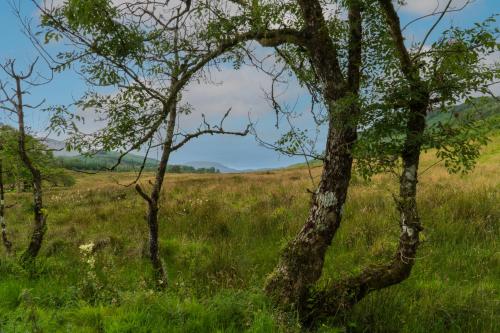 a group of trees in a field of grass at Killean Farmhouse B&B in Inveraray