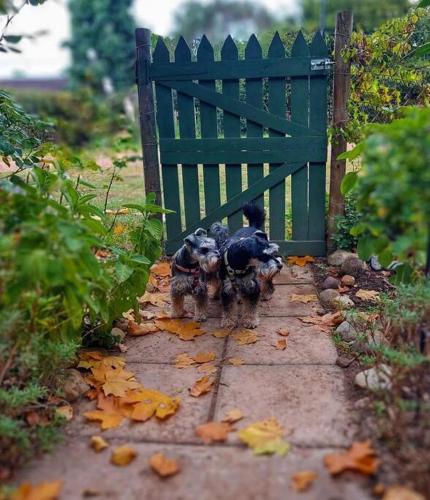 Mouse House Greyton - tiny home living