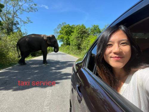 a woman looking out of a car window with an elephant in the road at Green House Yala in Kirinda