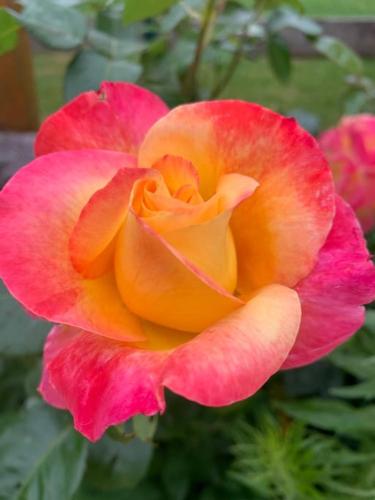 a pink and orange rose in a garden at Auszeit 2 0 Digital Detox in Obergrünburg