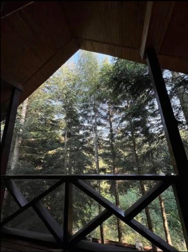 a view from the inside of a window with trees at Ялинка in Migovo