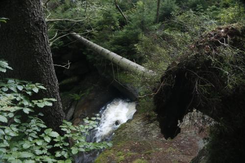 a fallen tree laying on top of a river at Chalupa Bílá Desná in Jablonec nad Nisou