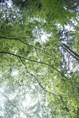 a view of the trees from the ground at Chalupa Bílá Desná in Jablonec nad Nisou