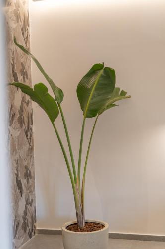 Gambar di galeri bagi Le Fleur Suite di Heraklion