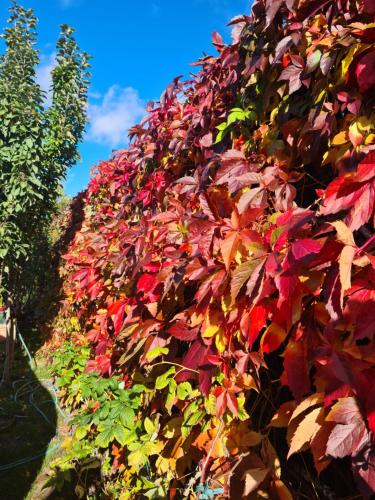 a hedge of colorful leaves on a fence at Vila Šventoji in Šventoji