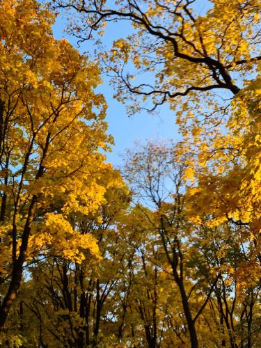 a group of trees with yellow leaves at Vila Šventoji in Šventoji
