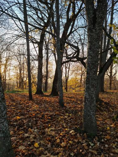 a group of trees with leaves on the ground at Vila Šventoji in Šventoji