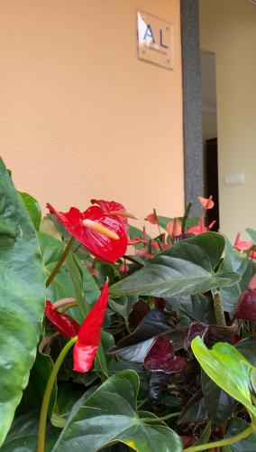 a plant with red flowers and green leaves at Pana House in Calheta