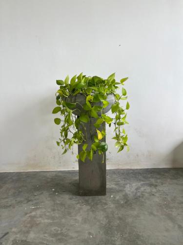 a green plant in a pot in a room at Meridian Holiday Resort in Ratnapura