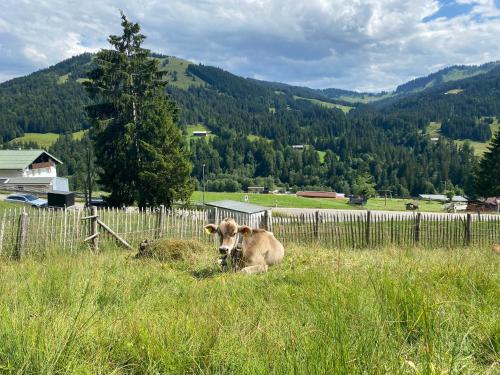 two cows laying in the grass in a field at Ariana in Balderschwang