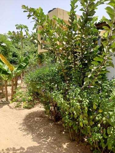 a garden with trees and plants on a dirt road at CAP NATURE Campement in Nialon