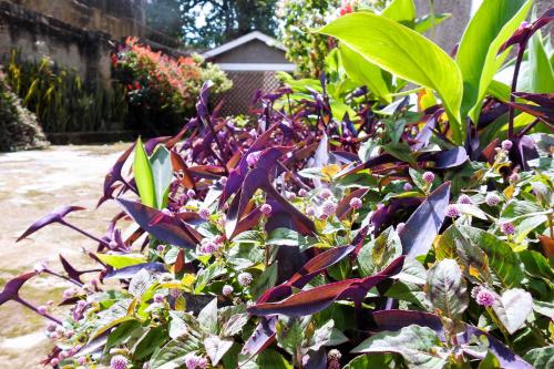 a garden with purple plants and green leaves at Westend Motel in Fort Portal