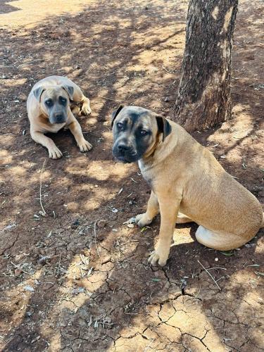 two dogs laying on the ground next to a tree at Jobak Farm House in Bela-Bela
