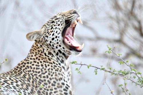 a cheetah with its mouth open and its tongue at Chobe House Villa and Chalets in Kasane