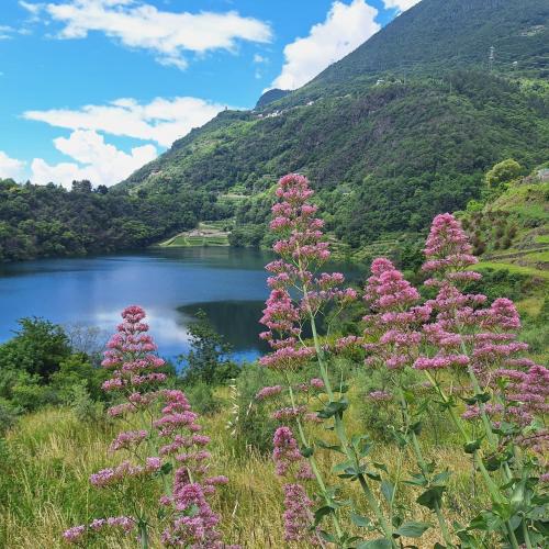 a bunch of pink flowers in front of a lake at Casa vacanze "INCANTO DEL LAGO" in Corna