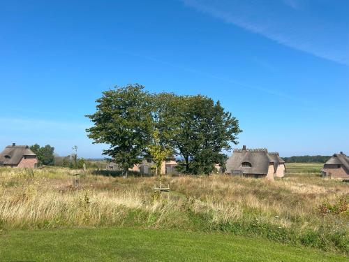 a field with houses and a tree in the grass at Reetdorf Geltinger Birk Malerhaus Eichenwald in Nieby