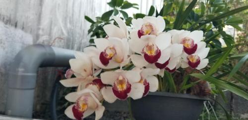 a bunch of white orchid flowers in a pot at Chez Gigi in Petite Île