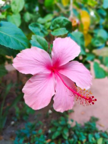 a pink flower with a beetle on it at Paje By Night Bungalows in Paje