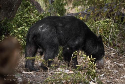 Animales en el lodge o alrededores