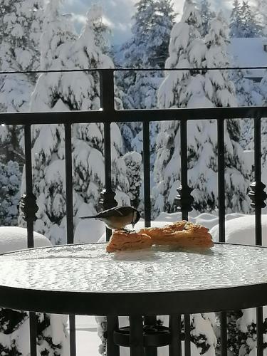 a bird sitting on a table in the snow at Villa Bozovic in Zlatibor