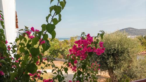 a bunch of pink flowers in a garden at Nikolas Studios in Moraitika