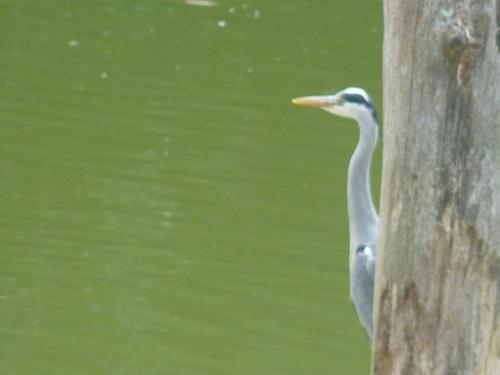 a bird standing on a pole next to the water at La suite du paysan terrasse privative avec salon de jardin et bain de soleil cuisine privé bain à remous privatif plage de sable fin à 7 mn in Tréméoc