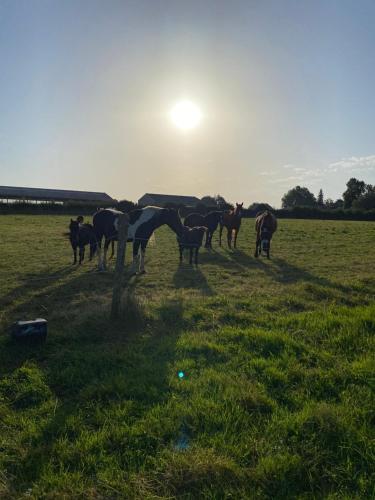 a group of horses grazing in a field at A la campagne in Villers-Pol
