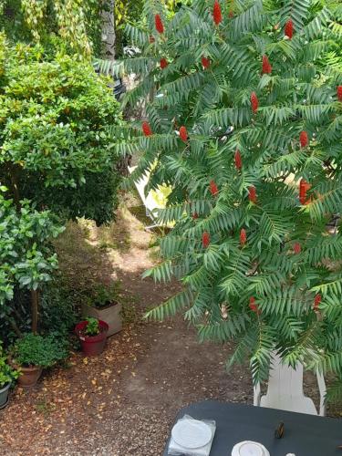 a tree with red fruit on it in a garden at Maison avec jardin près de Beauval in Villentrois