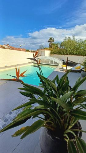 une plante dans un pot à côté d'une piscine dans l'établissement La SIRENADE, à Canet