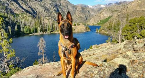 a dog sitting on a rock in front of a lake at Chinook Winds Lodge in Dubois