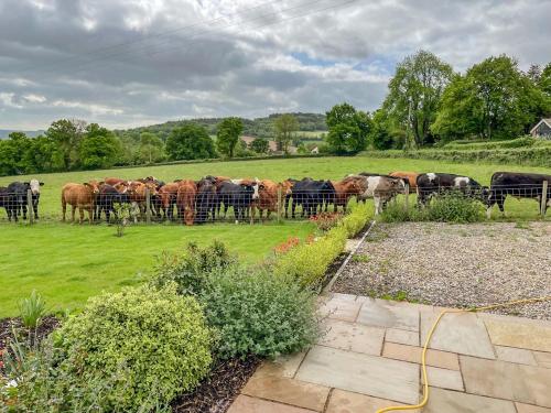 a herd of cows behind a fence in a field at The Cosy Cowshed in Axminster