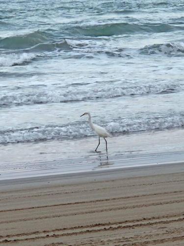 a bird walking on the beach near the ocean at Villa Playa Encantada in Barra de Tuxpan