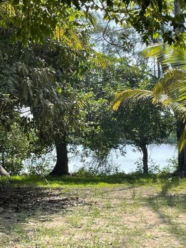 a group of trees and a body of water at Villa Playa Encantada in Barra de Tuxpan
