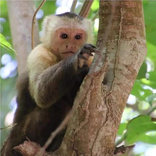 a monkey is sitting in a tree at HOSTAL MIRADOR dentro del parque tayrona in El Zaino