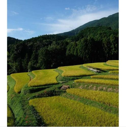 an open field of crops with mountains in the background at Cochi Stay, for architecture lovers in Nagara
