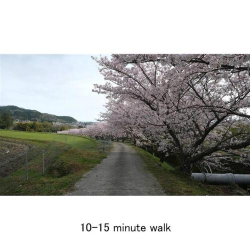 a tree with pink flowers on a dirt road at Cochi Stay, for architecture lovers in Nagara