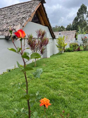 a flower in the yard of a house at Samora River Lodge in Arusha