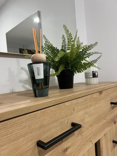 two plants sitting on top of a wooden dresser at London Residence Deluxe 2-Bedroom in Suceava