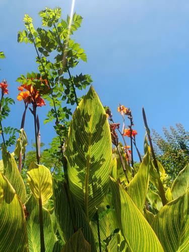 a large green leafy plant with red flowers in the background at Casa Flow and Glow in Santiago do Cacém
